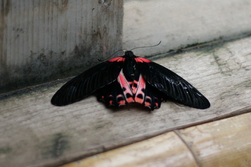 Fotoclubje Blijdorp 2008-84.jpg